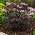 Baza čierna (Sambucus nigra) ´BLACK BEAUTY´ - výška 10-20 cm, kont. C2L